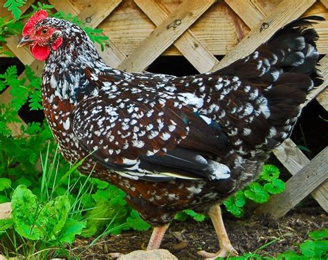 speckled sussex chicks for sale|baby speckled sussex chicken pictures.